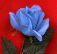 blue rose in FWWM