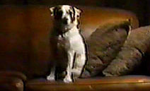 Wilkins' dog (shot taken from pilot movie)